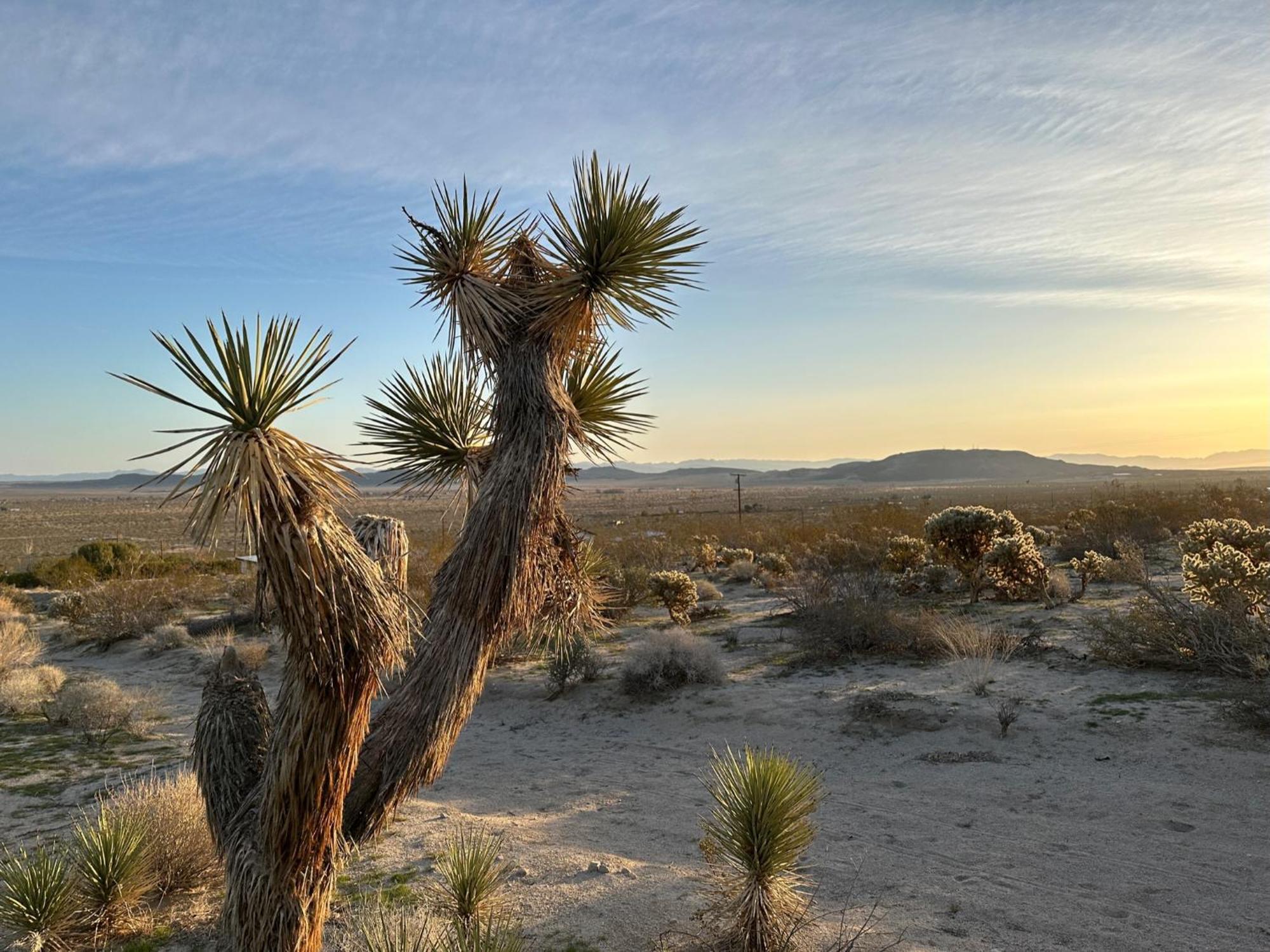 The Outpost Joshua Tree: Hot Tub, Gameroom, Jtnp Εξωτερικό φωτογραφία
